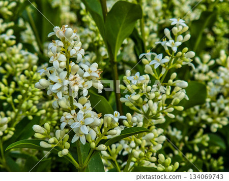 Delicate White Flowers Blooming Spring Freshness and Purity Delicate White Flowers Blooming Spring Freshness and Purity 134069743