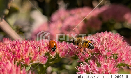 Bees and Ladybugs are busy Pollinating Beautiful Pink Flowers, a charming sight to behold Bees and Ladybugs are busy Pollinating Beautiful Pink Flowers, a charming sight to behold 134069746