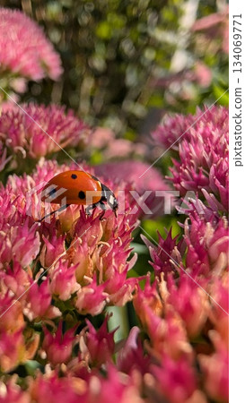 A Colorful Ladybug Resting on Vibrant Pink Flowers in a Beautiful Garden Setting A Colorful Ladybug Resting on Vibrant Pink Flowers in a Beautiful Garden Setting 134069771