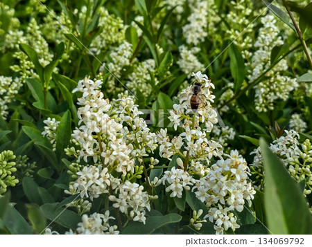 Delicate White Flowers Blooming Spring Freshness and Purity Delicate White Flowers Blooming Spring Freshness and Purity 134069792