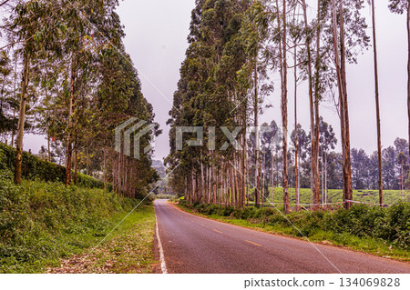 Kenya Photographers By Antony Trivet Photography 134069828