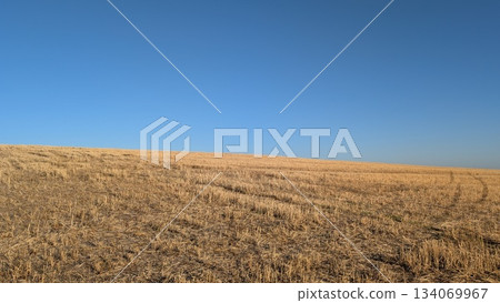 A Vast Expansive Golden Wheat Field Spreading Beneath a Beautiful Clear Blue Sky A Vast Expansive Golden Wheat Field Spreading Beneath a Beautiful Clear Blue Sky 134069967