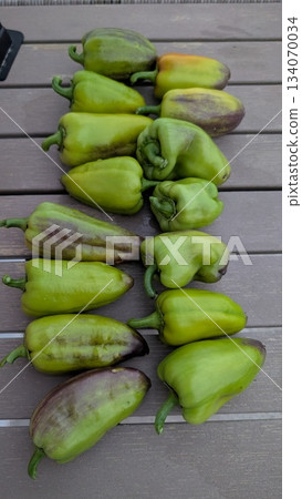 Fresh Green Peppers Harvested from the Garden for Culinary Delights and Healthy Cooking 134070034