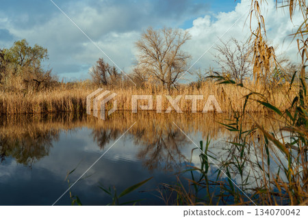 Tranquil autumn lake scene reflecting golden reeds and bare trees under a cloudy sky, showcasing nature's serene beauty and seasonal transition with copy space 134070042
