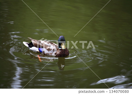 wild duck floating wild duck floating 134070080