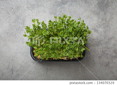Fresh green pea shoots microgreens growing container healthy nutrition diet fibre superfood Fresh green pea shoots microgreens growing container healthy nutrition diet fibre superfood 134070329