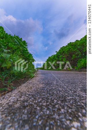 A low-angle view of Cape Hedo's quiet, nature-filled promenade A low-angle view of Cape Hedo's quiet, nature-filled promenade 134070441
