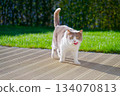 British shorthair cat looking at the camera on sunlit deck British shorthair cat looking at the camera on sunlit deck 134070813
