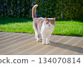 British shorthair cat looking at the camera on sunlit deck British shorthair cat looking at the camera on sunlit deck 134070814