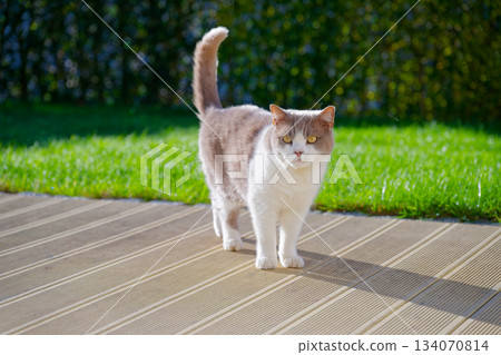 British shorthair cat looking at the camera on sunlit deck British shorthair cat looking at the camera on sunlit deck 134070814