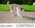 Steady feline stroll, Cat with focused gaze explores sunlit outdoor surroundings Steady feline stroll, Cat with focused gaze explores sunlit outdoor surroundings 134070815