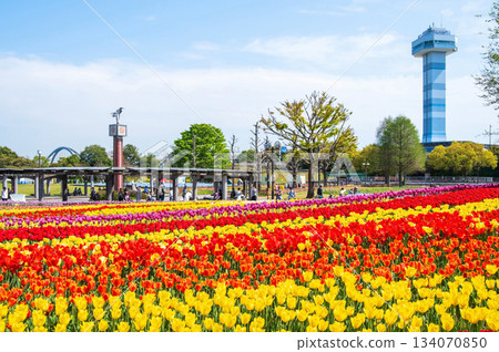 木曾三泉公園的鬱金香(岐阜縣海津市木曾三泉公園中心) 木曾三泉公園的鬱金香(岐阜縣海津市木曾三泉公園中心) 134070850