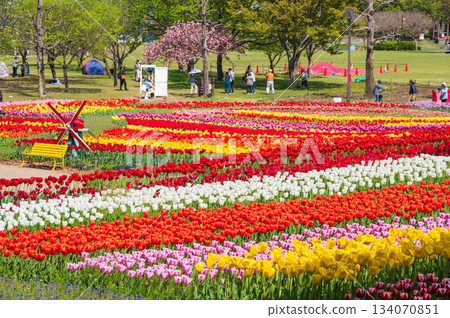 Tulips at Kiso Sansen Park (Kiso Sansen Park Center, Kaizu City, Gifu Prefecture) 134070851