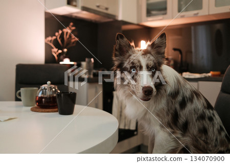 The dog sits at the table and looks forward with a cheerful expression. The scene conveys friendly energy and warm domestic atmosphere The dog sits at the table and looks forward with a cheerful expression. The scene conveys friendly energy and warm domestic atmosphere 134070900