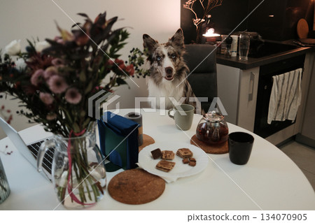 The dog sits at the table and looks forward with a cheerful expression. The scene conveys friendly energy and warm domestic atmosphere The dog sits at the table and looks forward with a cheerful expression. The scene conveys friendly energy and warm domestic atmosphere 134070905