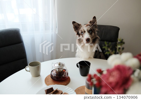 The dog sits at the round table with cups and a teapot in front of it. The scene brings a humorous and warm concept of shared home moments 134070906