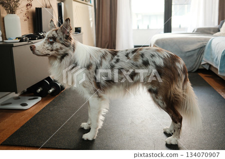 The dog stands in profile in the living room, alert and focused. The scene expresses attention, readiness and a clean domestic environment. Red merle border collie with blue eyes 134070907