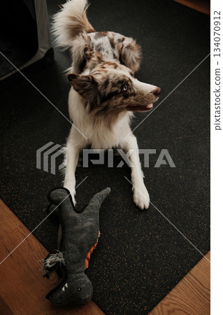 Border collie dog crouches playfully on the floor with a toy near its paws. The shot captures energy, readiness to play, and active home life 134070912