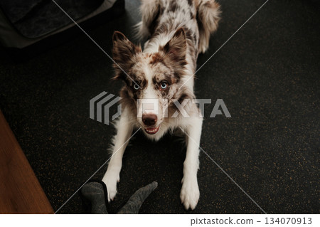Border collie dog crouches playfully on the floor with a toy near its paws. The shot captures energy, readiness to play, and active home life 134070913