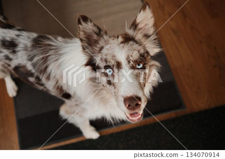 Border collie dog looks up with bright blue eyes while standing indoors. The moment highlights curiosity, attention and emotional connection Border collie dog looks up with bright blue eyes while standing indoors. The moment highlights curiosity, attention and emotional connection 134070914