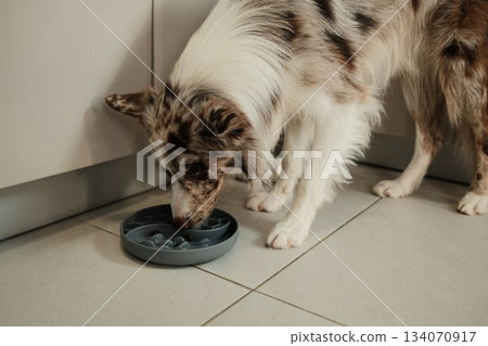 Border collie dog eats from a slow-feeding bowl on the kitchen floor. The scene shows daily pet care and healthy feeding habits 134070917