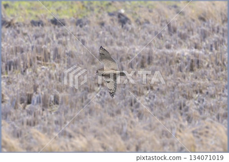 A short-eared owl arrives on farmland A short-eared owl arrives on farmland 134071019