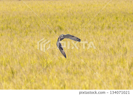 A short-eared owl arrives on farmland 134071021