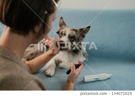 A woman holds a nail clipper while a border collie reacts with visible tension on a blue sofa. The moment shows the challenge of grooming and emotional communication between pet and owner A woman holds a nail clipper while a border collie reacts with visible tension on a blue sofa. The moment shows the challenge of grooming and emotional communication between pet and owner 134071029