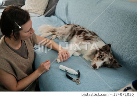 A woman gently holds a border collie paw while trimming nails, with the dog giving a cautious expression. The scene captures grooming and emotional communication A woman gently holds a border collie paw while trimming nails, with the dog giving a cautious expression. The scene captures grooming and emotional communication 134071030
