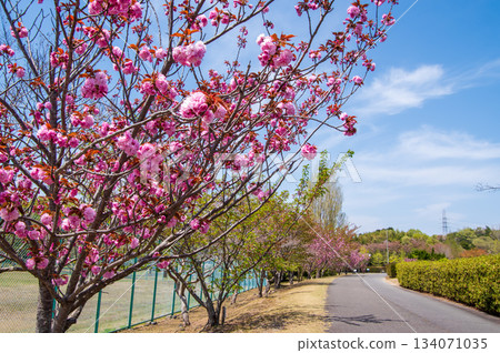 伊坂水壩自行車公園（三重縣四日市）櫻花盛開 134071035