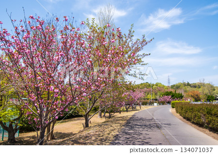 伊坂水壩自行車公園（三重縣四日市）櫻花盛開 134071037