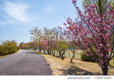 伊坂水壩自行車公園(三重縣四日市)櫻花盛開 伊坂水壩自行車公園(三重縣四日市)櫻花盛開 134071040