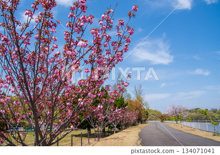 伊坂水壩自行車公園（三重縣四日市）櫻花盛開 134071041