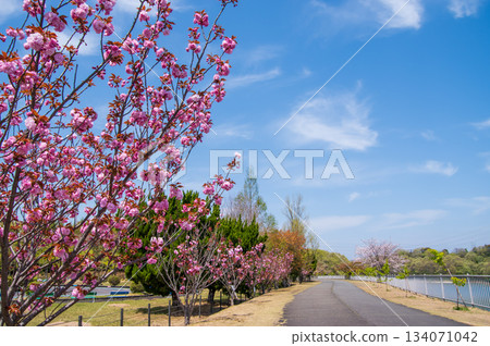 Cherry blossoms bloom at Isaka Dam Cycle Park (Yokkaichi City, Mie Prefecture) 134071042
