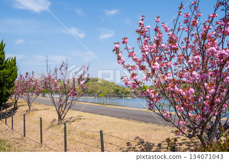 Cherry blossoms bloom at Isaka Dam Cycle Park (Yokkaichi City, Mie Prefecture) Cherry blossoms bloom at Isaka Dam Cycle Park (Yokkaichi City, Mie Prefecture) 134071043