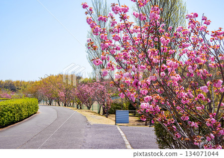 Cherry blossoms bloom at Isaka Dam Cycle Park (Yokkaichi City, Mie Prefecture) 134071044