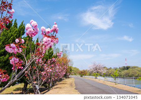 Cherry blossoms bloom at Isaka Dam Cycle Park (Yokkaichi City, Mie Prefecture) 134071045