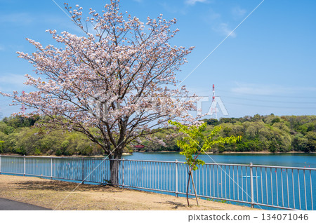 Cherry blossoms bloom at Isaka Dam Cycle Park (Yokkaichi City, Mie Prefecture) 134071046