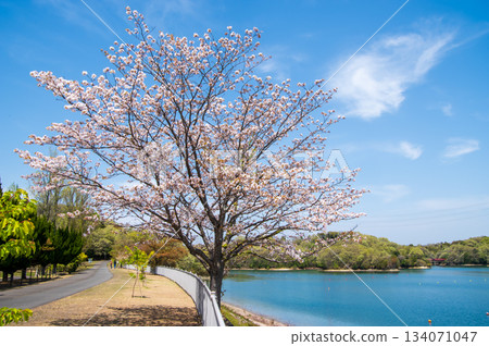 Cherry blossoms bloom at Isaka Dam Cycle Park (Yokkaichi City, Mie Prefecture) Cherry blossoms bloom at Isaka Dam Cycle Park (Yokkaichi City, Mie Prefecture) 134071047