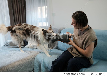 A woman plays a tug game with her border collie holding a plush toy. The moment captures energy, engagement, and playful indoor bonding 134071053