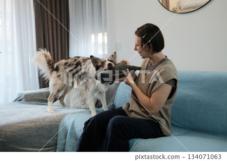 A woman plays a tug game with her border collie holding a plush toy. The moment captures energy, engagement, and playful indoor bonding A woman plays a tug game with her border collie holding a plush toy. The moment captures energy, engagement, and playful indoor bonding 134071063
