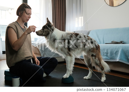 A woman trains her border collie to balance on a textured fitness pod during a home workout session. The scene shows focus, stability, and canine fitness practice A woman trains her border collie to balance on a textured fitness pod during a home workout session. The scene shows focus, stability, and canine fitness practice 134071067