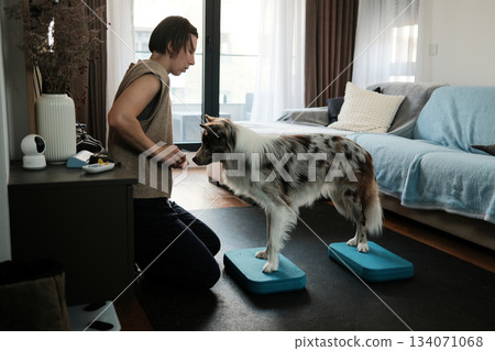 A woman guides a border collie standing on two foam balance pads during a home exercise session. The scene illustrates dog fitness and focused training 134071068