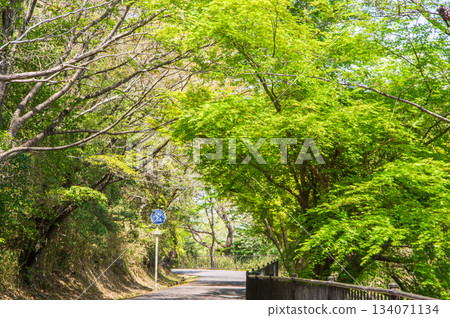 伊坂水壩自行車公園(三重縣四日市)美麗的綠色植物 伊坂水壩自行車公園(三重縣四日市)美麗的綠色植物 134071134