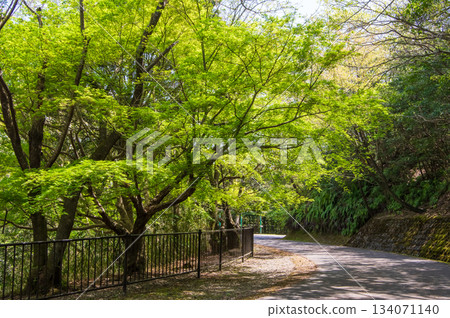 Beautiful fresh greenery at Isaka Dam Cycle Park (Yokkaichi City, Mie Prefecture) 134071140