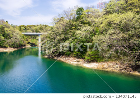 伊坂水壩自行車公園(三重縣四日市)美麗的綠色植物 伊坂水壩自行車公園(三重縣四日市)美麗的綠色植物 134071143