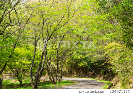 伊坂水壩自行車公園(三重縣四日市)美麗的綠色植物 伊坂水壩自行車公園(三重縣四日市)美麗的綠色植物 134071155