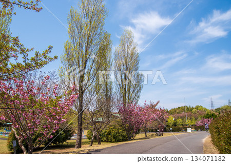 伊坂水壩自行車公園:美麗的櫻花和清新的綠植(三重縣四日市) 伊坂水壩自行車公園:美麗的櫻花和清新的綠植(三重縣四日市) 134071182