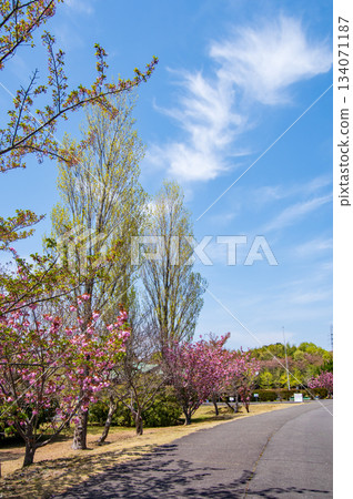 Isaka Dam Cycle Park: Beautiful cherry blossoms and fresh greenery (Yokkaichi City, Mie Prefecture) 134071187