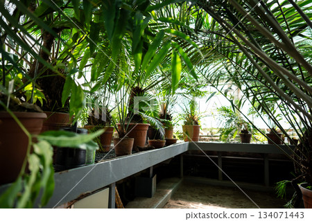 Greenhouse presenting different kinds of tropical plants in pots with lush leaves growing in summer. Greenhouse presenting different kinds of tropical plants in pots with lush leaves growing in summer. 134071443